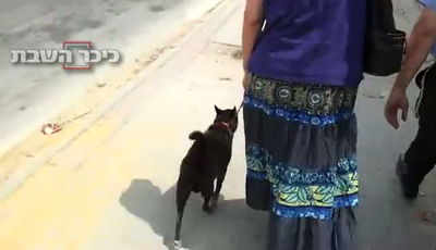 פריצע'ס. המפגינים בבית שמש