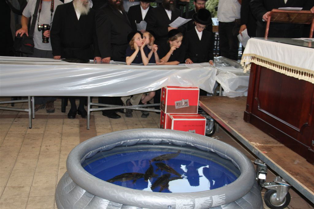 צפו בתמונות: 'תשליך' מעולם אחר