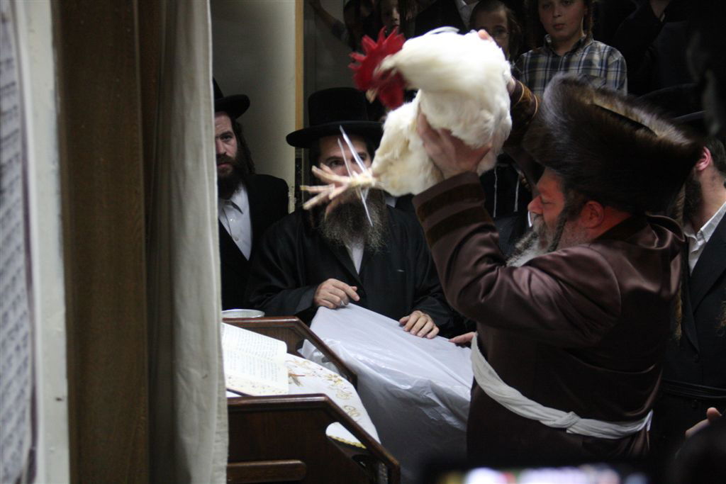 פרמישלאן: האדמו"ר כיפר על תרנגול ענק