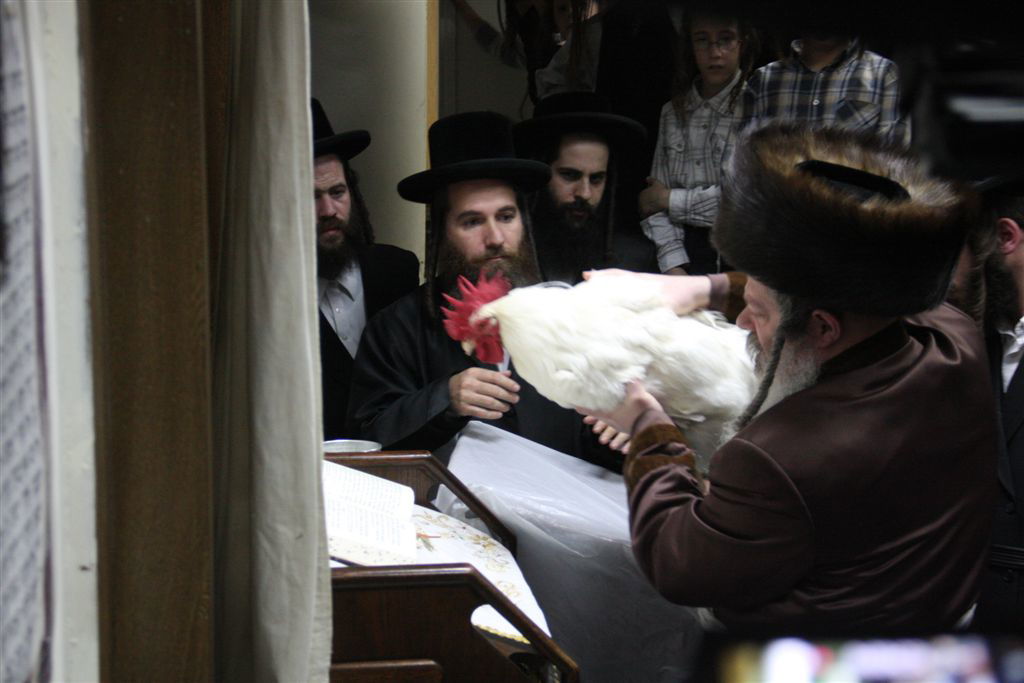 פרמישלאן: האדמו"ר כיפר על תרנגול ענק