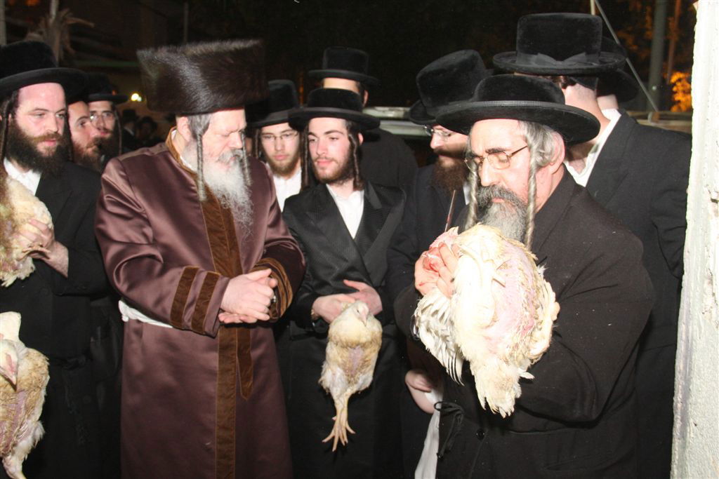 פרמישלאן: האדמו"ר כיפר על תרנגול ענק