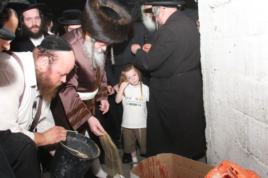 פרמישלאן: האדמו"ר כיפר על תרנגול ענק