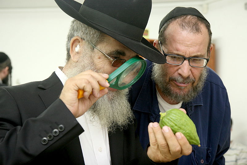 הסוד של 'אתרוגי ליובאוויטש' ●  גלריית ענק