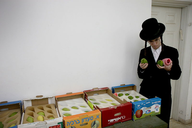 הסוד של 'אתרוגי ליובאוויטש' ●  גלריית ענק