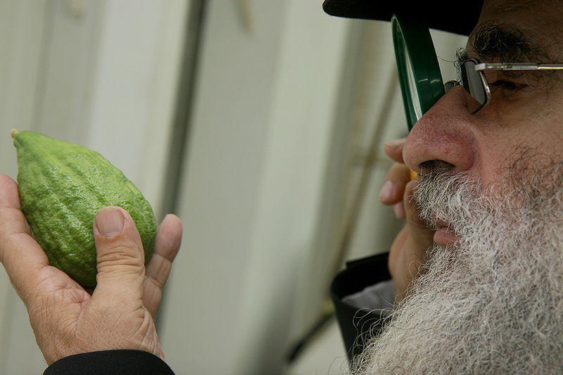 הסוד של 'אתרוגי ליובאוויטש' ●  גלריית ענק