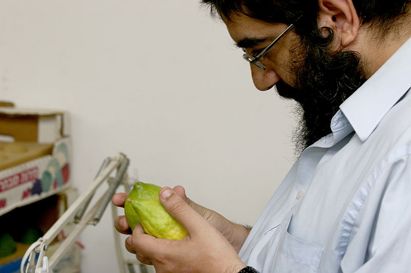 הסוד של 'אתרוגי ליובאוויטש' ●  גלריית ענק