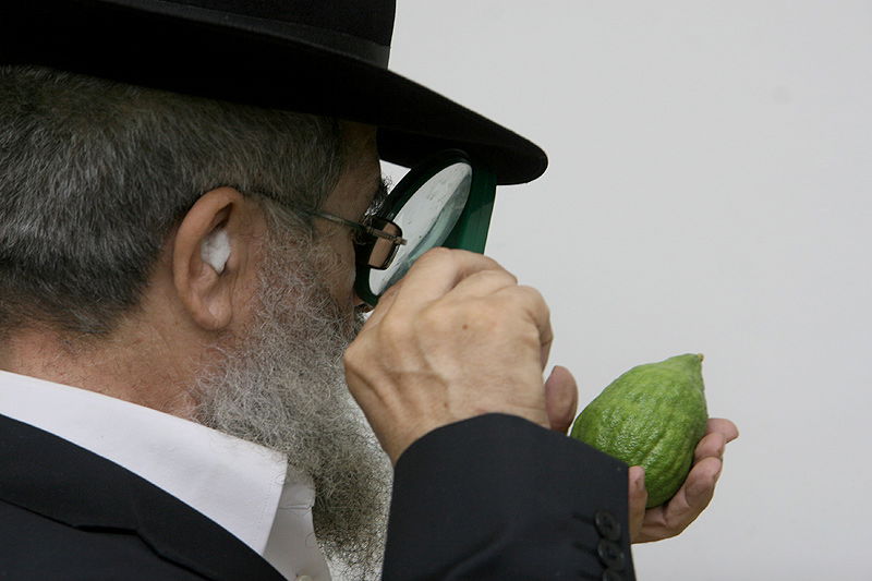 הסוד של 'אתרוגי ליובאוויטש' ●  גלריית ענק