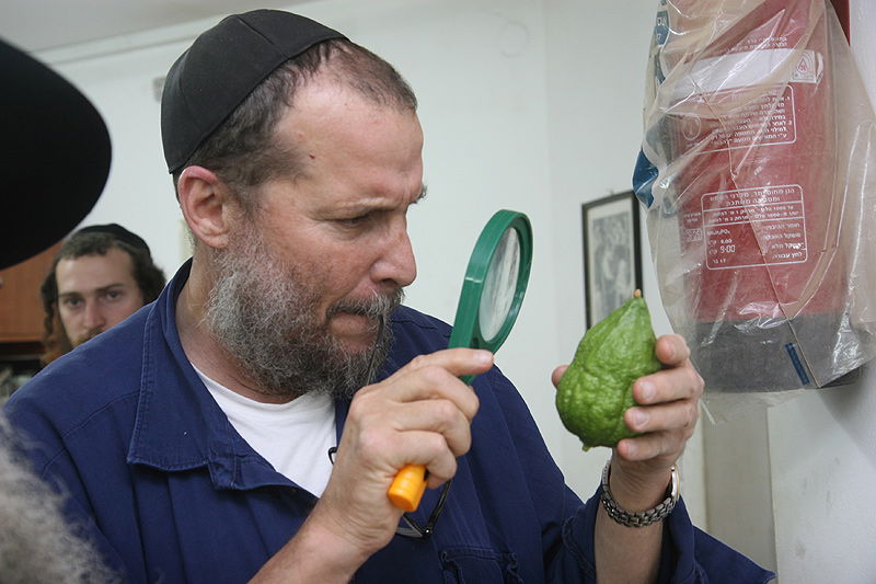 הסוד של 'אתרוגי ליובאוויטש' ●  גלריית ענק