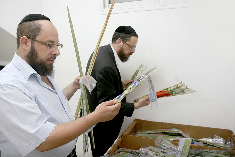 הסוד של 'אתרוגי ליובאוויטש' ●  גלריית ענק