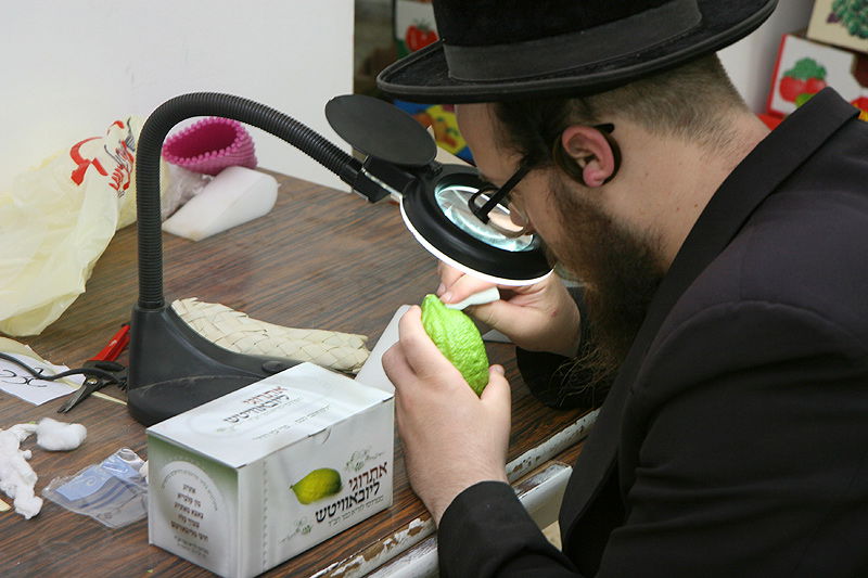 הסוד של 'אתרוגי ליובאוויטש' ●  גלריית ענק