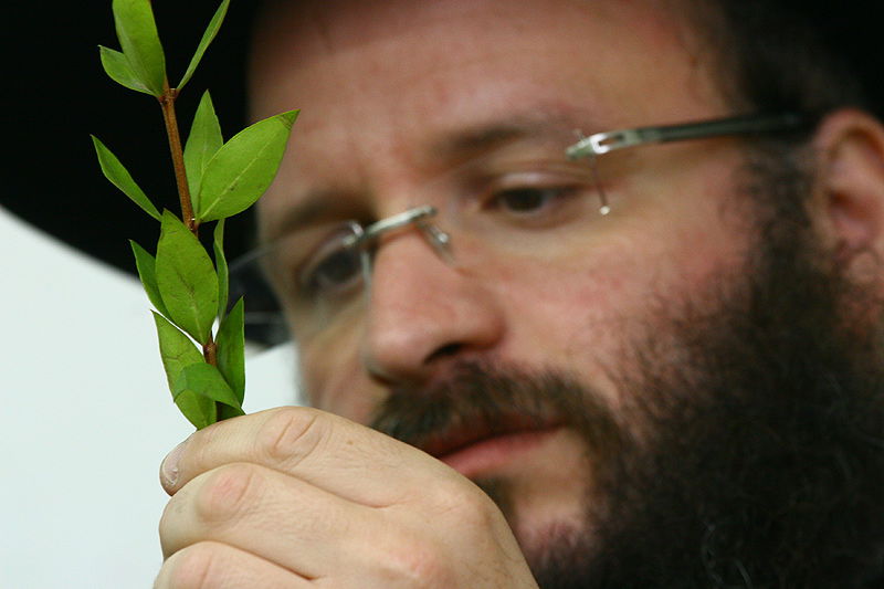 הסוד של 'אתרוגי ליובאוויטש' ●  גלריית ענק