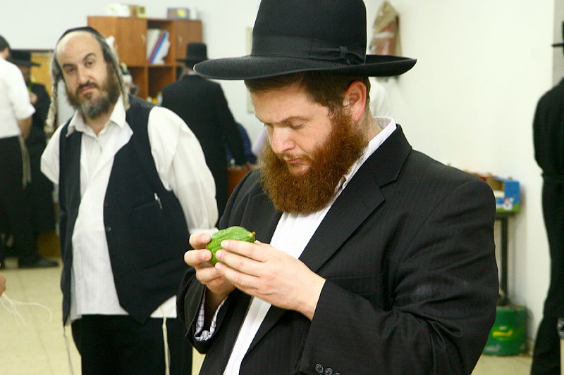 הסוד של 'אתרוגי ליובאוויטש' ●  גלריית ענק