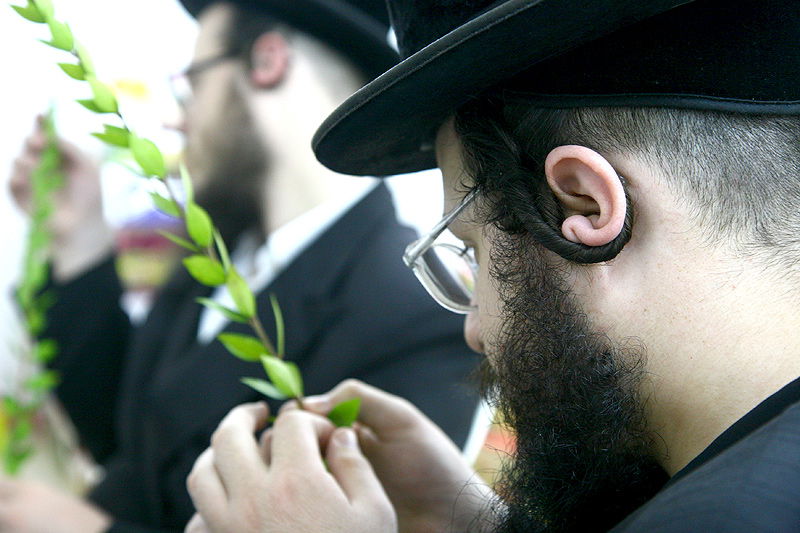 הסוד של 'אתרוגי ליובאוויטש' ●  גלריית ענק