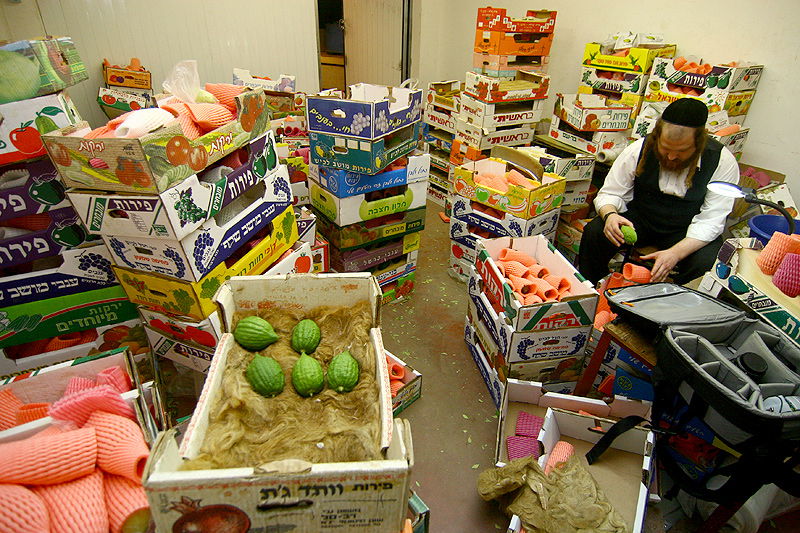 הסוד של 'אתרוגי ליובאוויטש' ●  גלריית ענק