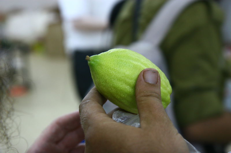 הסוד של 'אתרוגי ליובאוויטש' ●  גלריית ענק