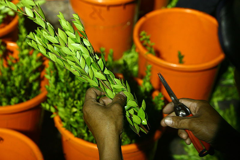 הסוד של 'אתרוגי ליובאוויטש' ●  גלריית ענק