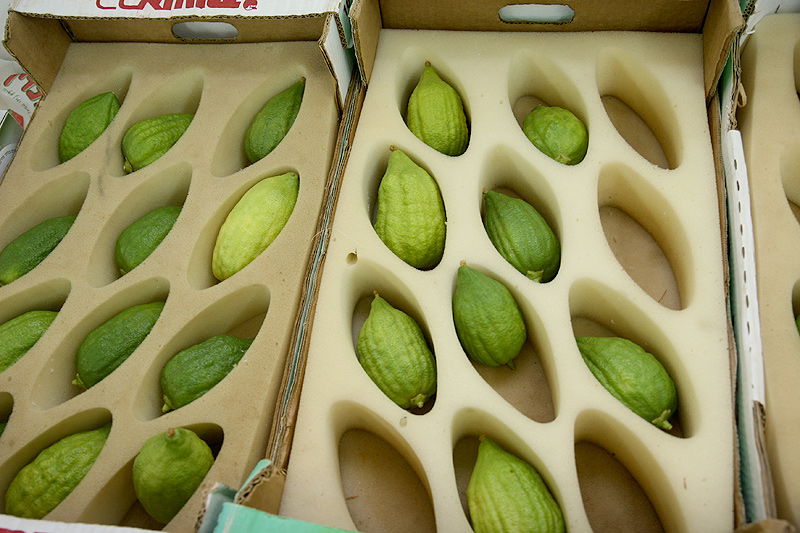 הסוד של 'אתרוגי ליובאוויטש' ●  גלריית ענק