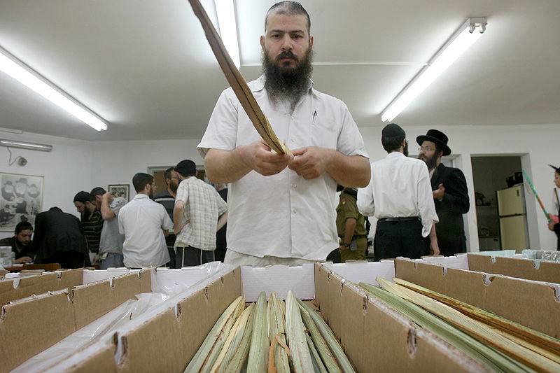 הסוד של 'אתרוגי ליובאוויטש' ●  גלריית ענק