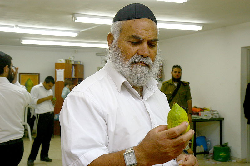 הסוד של 'אתרוגי ליובאוויטש' ●  גלריית ענק