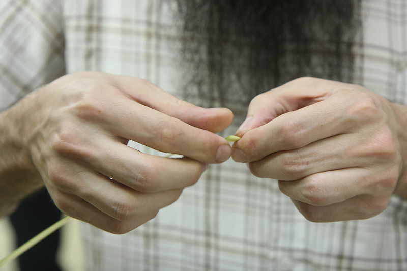 הסוד של 'אתרוגי ליובאוויטש' ●  גלריית ענק