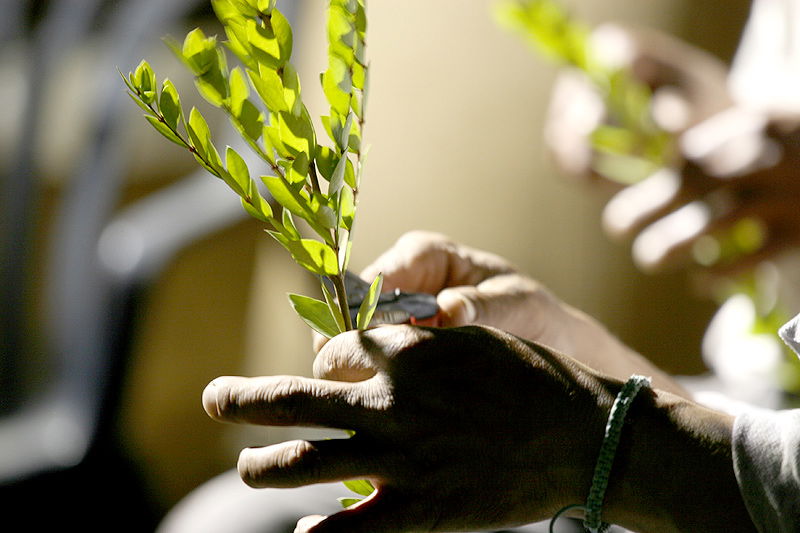 הסוד של 'אתרוגי ליובאוויטש' ●  גלריית ענק