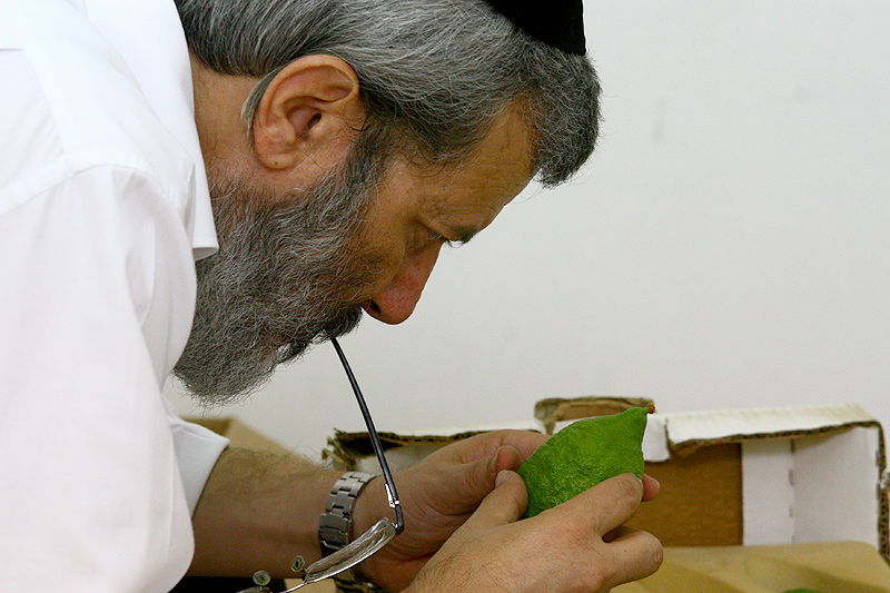 הסוד של 'אתרוגי ליובאוויטש' ●  גלריית ענק