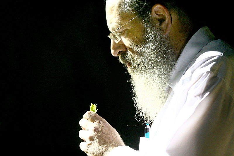 הסוד של 'אתרוגי ליובאוויטש' ●  גלריית ענק