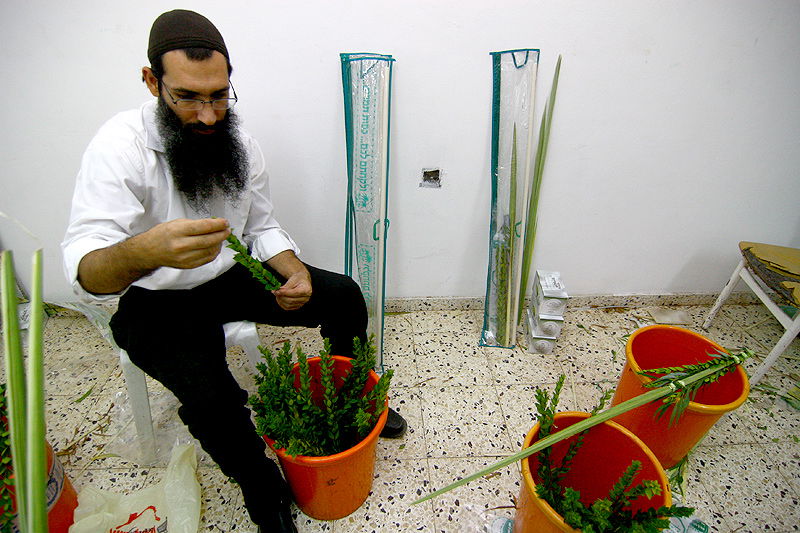 הסוד של 'אתרוגי ליובאוויטש' ●  גלריית ענק