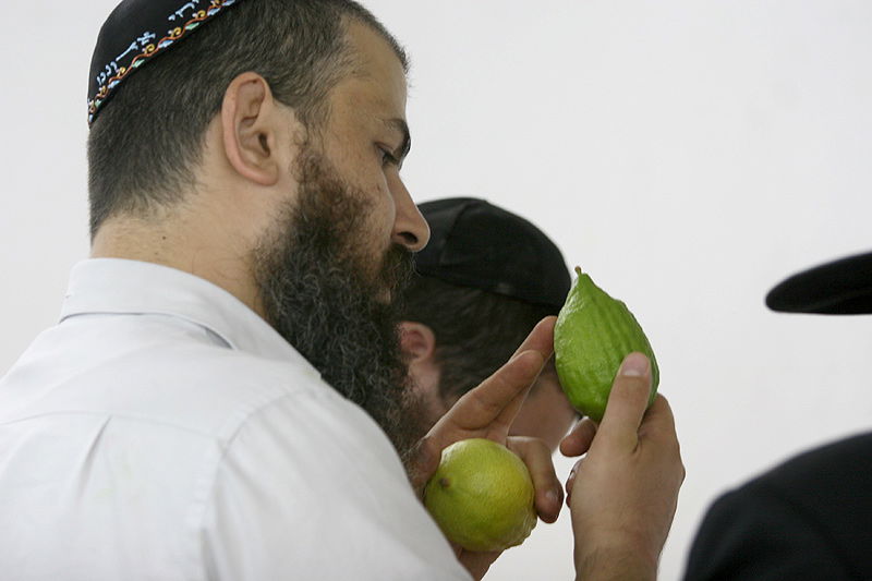 הסוד של 'אתרוגי ליובאוויטש' ●  גלריית ענק