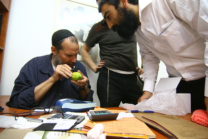 הסוד של 'אתרוגי ליובאוויטש' ●  גלריית ענק