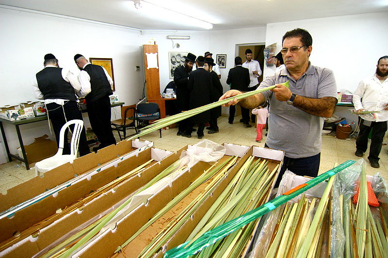 הסוד של 'אתרוגי ליובאוויטש' ●  גלריית ענק