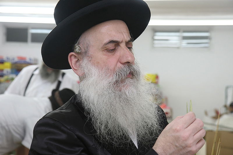 הסוד של 'אתרוגי ליובאוויטש' ●  גלריית ענק