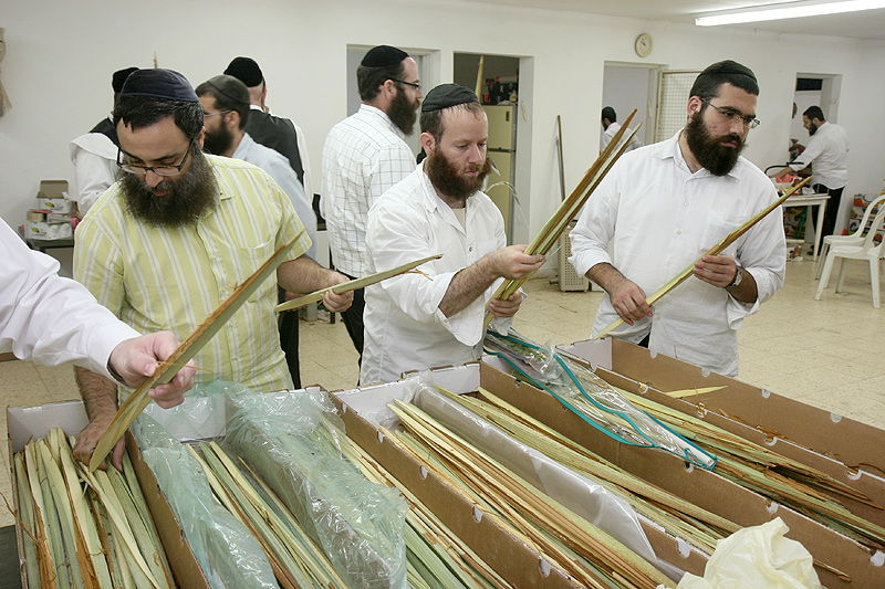 הסוד של 'אתרוגי ליובאוויטש' ●  גלריית ענק