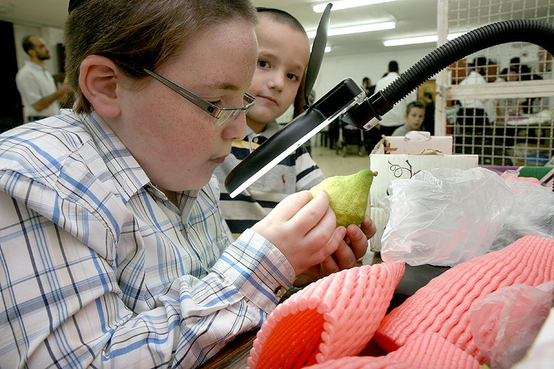 הסוד של 'אתרוגי ליובאוויטש' ●  גלריית ענק