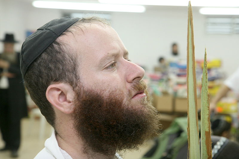 הסוד של 'אתרוגי ליובאוויטש' ●  גלריית ענק