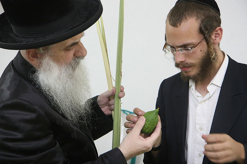 הסוד של 'אתרוגי ליובאוויטש' ●  גלריית ענק