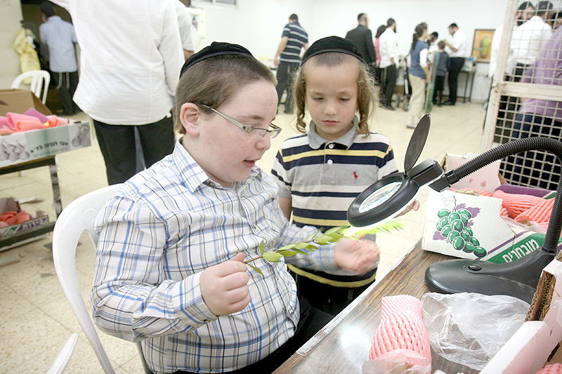 הסוד של 'אתרוגי ליובאוויטש' ●  גלריית ענק
