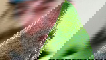 למרות הסגולה, ריבת האתרוגים מסוכנת