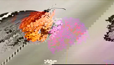 בעקבות הגן הנעלם ● אחרי שבת  בראשית