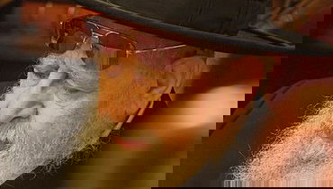 הרב עובדיה יוסף