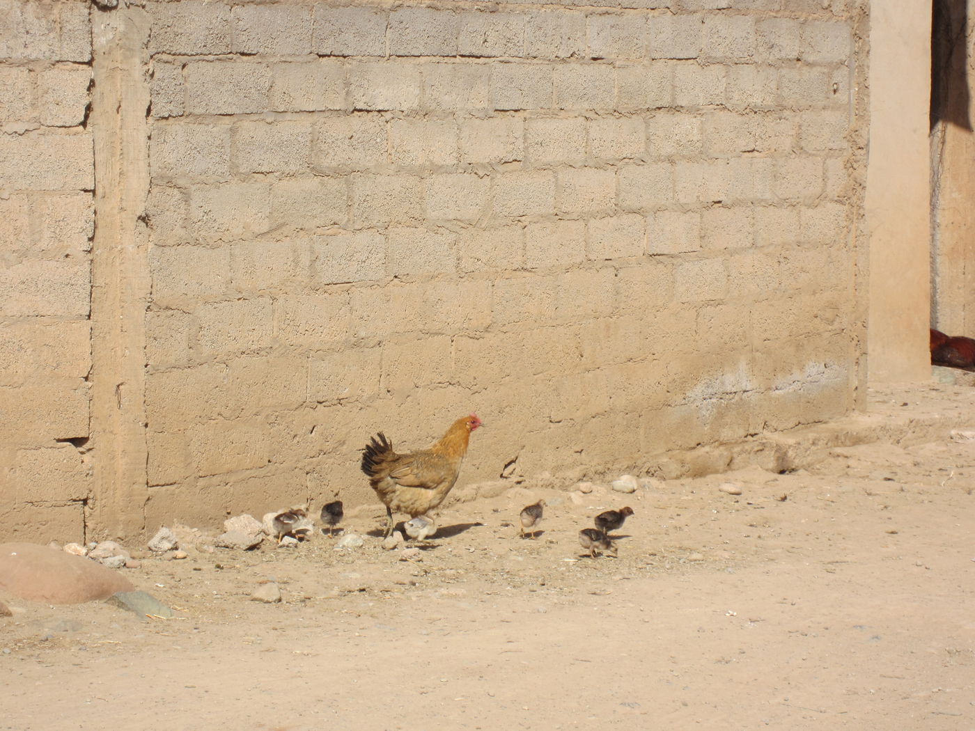 בחזרה לשורשים: מסע מרהיב במרוקו
