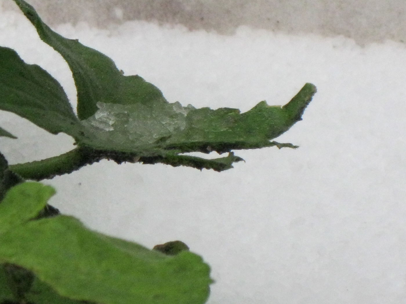 השלג כבר הפך לקרח.