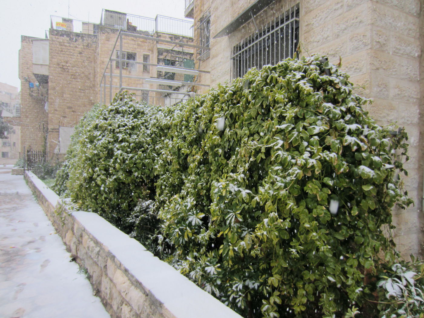 ירושלים מכוסה שלג, הלימודים בעיר הושבתו ● גלריה לבנה