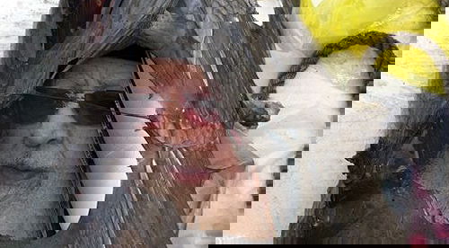 תמונת הרב עובדיה שרדה את השריפה: "כולנו התרגשנו"