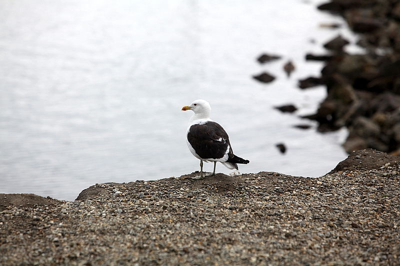 סוף העולם זה כאן: צלם כיכר השבת בתיעוד מ"ארץ האש"