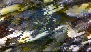 מתכון לדג דניס בנענע ועשבי תיבול