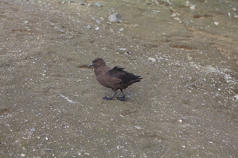 תיירות שישי: מאיר אלפסי על פתחו של הר געש