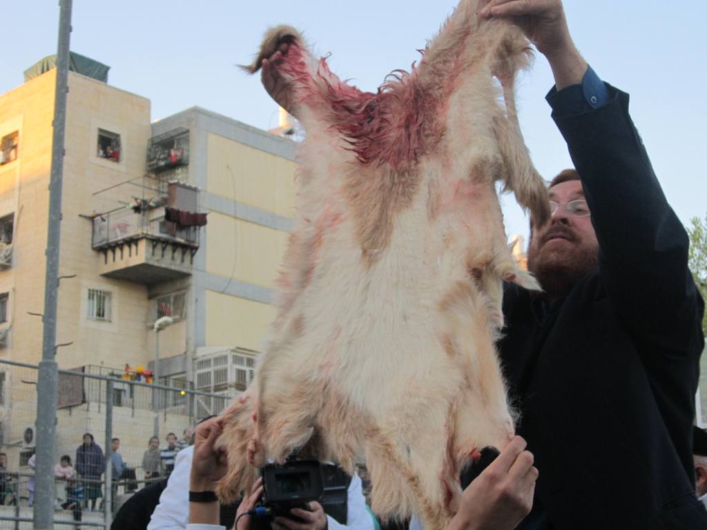 שלב אחר שלב: כך מקריבים קורבן פסח