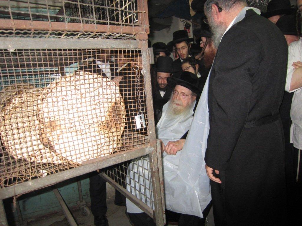 בחרדת קודש: גדולי ישראל אופים מצות ● תיעוד חגיגי