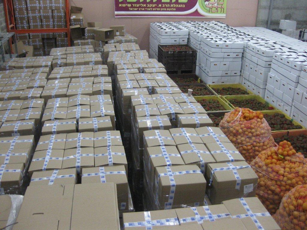 ללא תלושים, ללא בזיונות, ללא השפלות: קמחא דפסחא טהור